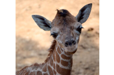 Éste es el segundo nacimiento del año 2019 de una jirafa (Giraffa camelopardalis) en el Zoológico de Chapultepec.