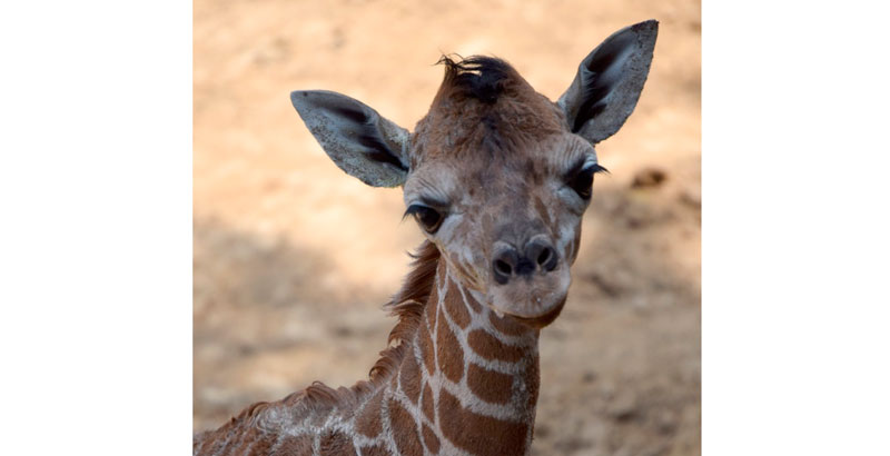Éste es el segundo nacimiento del año 2019 de una jirafa (Giraffa camelopardalis) en el Zoológico de Chapultepec.