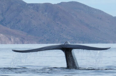 Bahía de Loreto es el refugio de decenas de ejemplares de la ballena azul. México cada año realiza labores de monitoreo para su conservación.