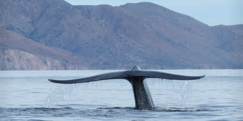 Bahía de Loreto es el refugio de decenas de ejemplares de la ballena azul. México cada año realiza labores de monitoreo para su conservación.
