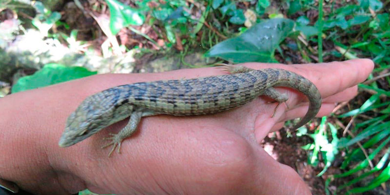 El Dragoncito de Sierra Morena es una especie considerada como endémica en Chiapas.