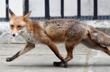 Algunos habitantes observaron a un zorro caminando en Downing Street en Londres