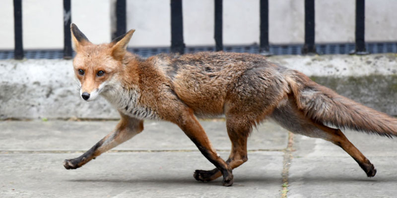 Algunos habitantes observaron a un zorro caminando en Downing Street en Londres