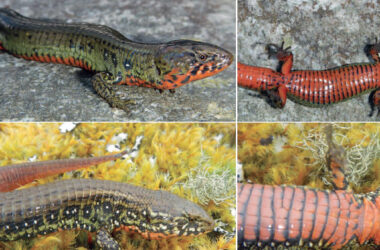 Estos reptiles habitan en las regiones andinas peruanas de Junín