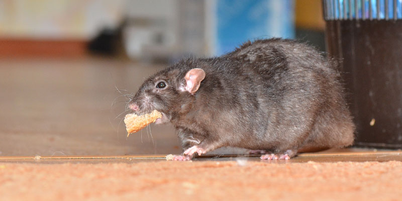 Trabajos previos mostraron que las ratas comparten su comida recíprocamente