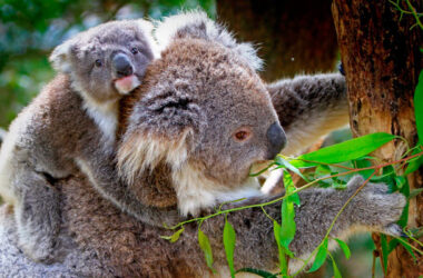Expertos han observado y documentado la manera en que los koalas toman agua por primera vez. Este comportamiento probablemente le permite sobrevivir.