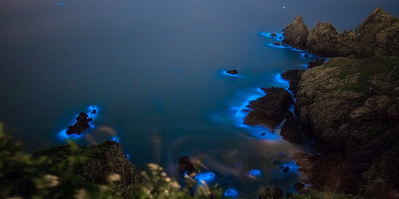 La disminución de la actividad humana ha hecho posible el avistamiento de la bioluminiscencia en playas de México. Aquí les mostramos algunos videos.