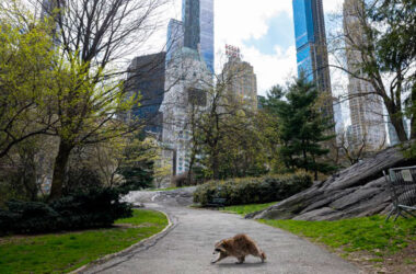 Central Park luce mucho más tranquilo durante la cuarentena. Por lo que