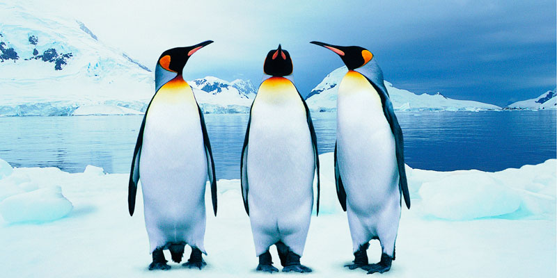 Esta alta proporción se explica por la alimentación de los pingüinos que comen principalmente peces y kril