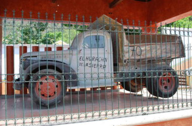 Experto de la UNAM afirma que el avispón asiático gigante no llegará a México