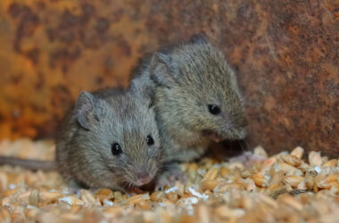 El ratón gris se aprovechó de la sedentarización de las primeras poblaciones humanas