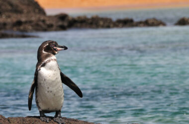 Una mayor expectativa de vida del pingüino de Galápagos es un factor positivo.
