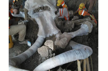 Arqueólogos mexicanos encontraron restos óseos de entre 60 a 70 mamuts en los predios donde se construye el nuevo aeropuerto de Santa Lucía cerca de la Ciudad de México.