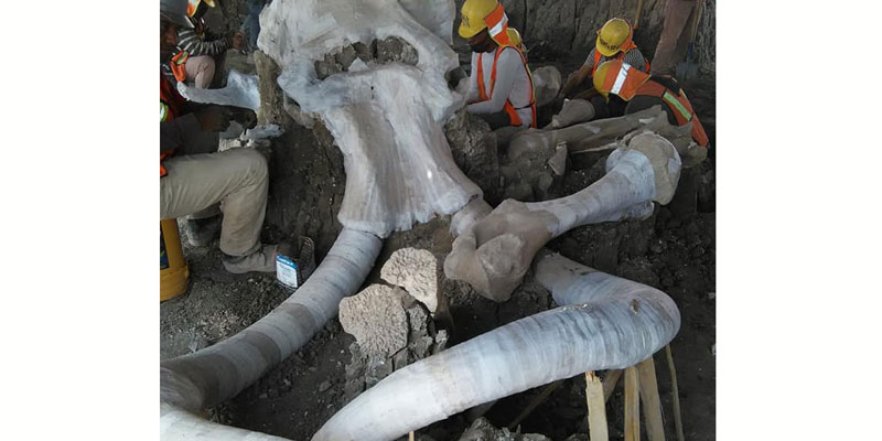 Arqueólogos mexicanos encontraron restos óseos de entre 60 a 70 mamuts en los predios donde se construye el nuevo aeropuerto de Santa Lucía cerca de la Ciudad de México.