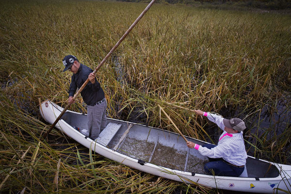 El tributo de un escultor japonés al arroz salvaje cubre un Llanura de inundación australiana