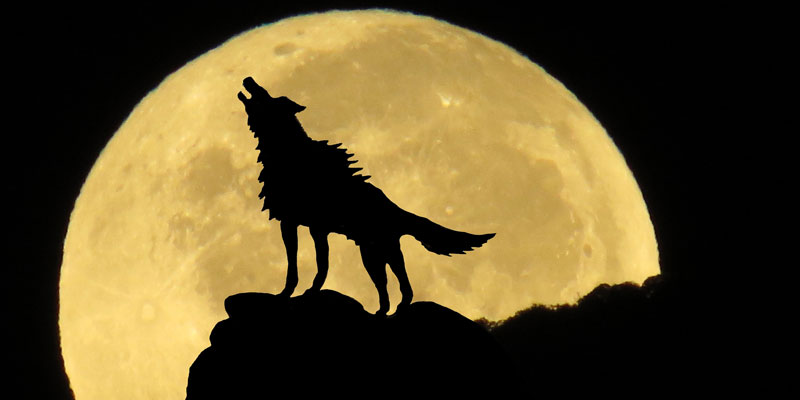 ¿Por qué se le llama Luna del lobo?