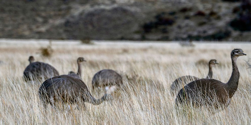 14 ejemplares de ñandú se liberaron en el Parque Nacional Patagonia