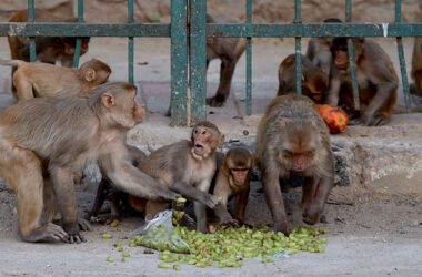 Los monos se llevaron tres muestras de COVID-19 en Meerut
