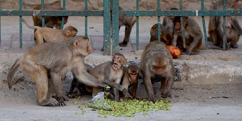 Los monos se llevaron tres muestras de COVID-19 en Meerut