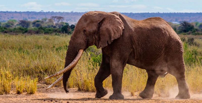 “Big Tim era uno de los últimos elefantes de grandes colmillos de África. El célebre elefante murió el 03 de febrero por la mañana a los 50 años”.