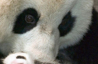 Nace por primera vez un panda gigante en los Países Bajos