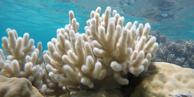 La Gran Barrera de Coral ha sufrido un importante blanqueamiento. Por lo que