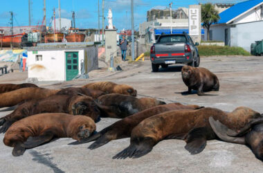 Varias imágenes de lobos marinos deambulando y reposando por las calles del puerto de Mar del Plata