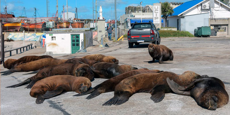 Varias imágenes de lobos marinos deambulando y reposando por las calles del puerto de Mar del Plata