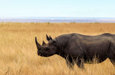 Hay tres subespecies de rinoceronte negro: