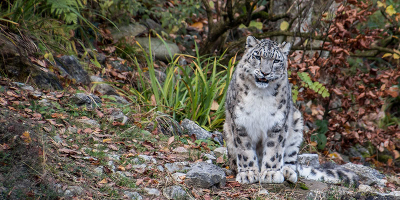 El leopardo de las nieves: 10 Datos Curiosos