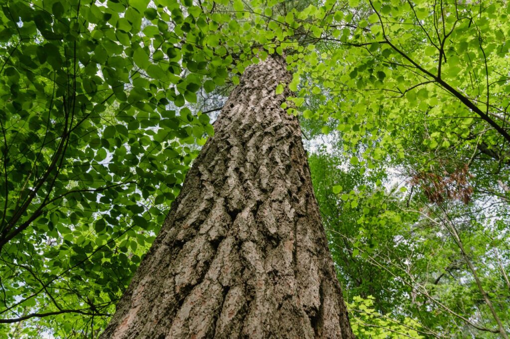 Un árbol en los 40 Perdidos del Bosque Nacional Chippewa, MInnesota